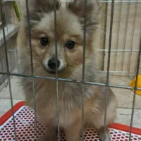 توله سگ پامرانین