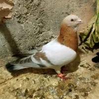 کبوتر قلدور