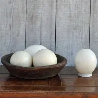 پوکه تخم شترمرغ