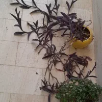 دوعدد گل وگلدان