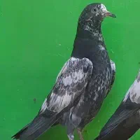 کفتر تیدی پاکستانی پرش سنگین