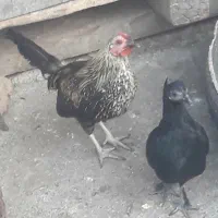 مرغ وخروس مینیاتوری