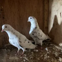 کبوتر|پرنده|گرگان, |دیوار