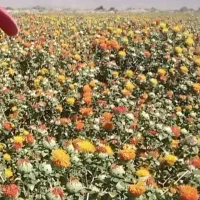 فروش 7تن کاه سفید درجه 1