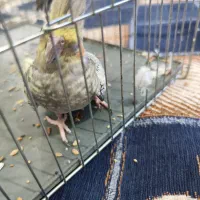 عروس پاریس هلندی جفت|پرنده|سوسنگرد, |دیوار