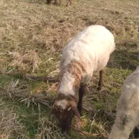 فروش بره نر|حیوانات مزرعه|تالش, جوکندان|دیوار