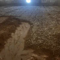کود مرغی سالنی