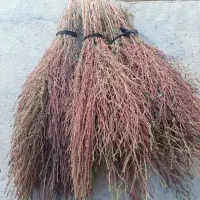 جارو قرمز و رسیده