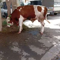 قصاب وسلاخ ذبح گوساله  گوسفند