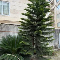 گل مطبق و سیکاس