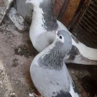 کفتر ساده
