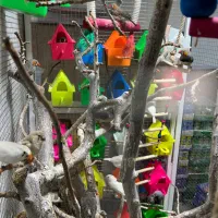 قفس پرنده با تجهیزات یکجا|پرنده|رفسنجان, |دیوار