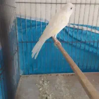 قناری دهن زن|پرنده|شیراز, کوشک میدان|دیوار