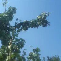 باغ گل محمدی و درختان میوه|فروش دفتر صنعتی، کشاورزی، تجاری|برزک, |دیوار