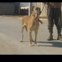 واگذاری سگ نگهبان ماده سرابی اصیل