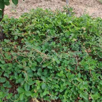 فروش زمین ۱ هکتار|فروش زمین و ملک کلنگی|زاینده رود, |دیوار