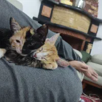 واگذاری گربه