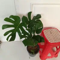 گل و گیاه طبیعی باکیفیت سانسوریاوزامفولیاوپتوس