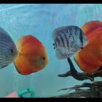 ماهی دیسکس تنوع رنگ و رگه