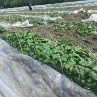 پلاستیک واسه اهوازی|خدمات باغبانی و درختکاری|گرگان, |دیوار