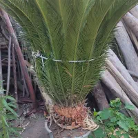 سیکاس بالغ ۷ساله