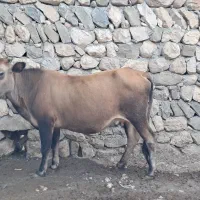 گاو گوساله