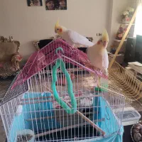 یک جفت عروس لوتینو