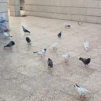 کبوتر