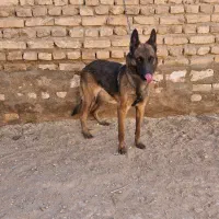 مالینیوز ماده