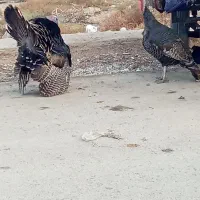 جفت بوقلمون