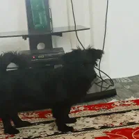 واگذاری سگ پاکوتاه|سگ|بهشهر, |دیوار