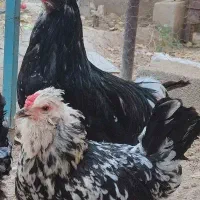 ۴ عدد مرغ و خروس گلین فول