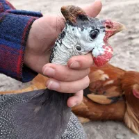 مرغ شاخدار و خروس دو رگه محلی و لاری