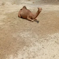 شتر فروشی