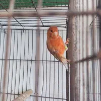قناری نر و ماده خانگی