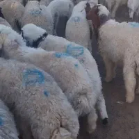 گوشت بره نر تازه کیلوو ۱۱۵۰.   گوساله ۱۰۵۰تومان