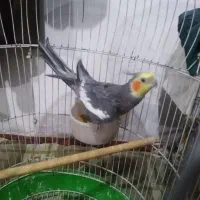 عروس هلندی