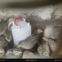 بلدرچین