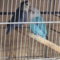 طوطی بریزیلی قناری|پرنده|قزوین, |دیوار