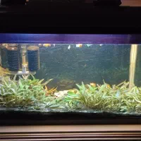 آکواریوم درب دار شیشه خم|ماهی|صدرا-فارس, فاز ۱|دیوار