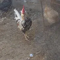 فروش خروس گلین اصل