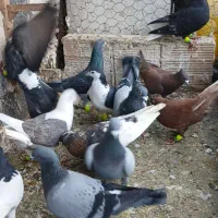 ابلغ افغانی. چپ  کفتر