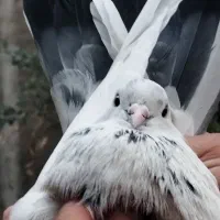 کبوترخوب
