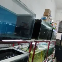 فروش لوازم آکواریوم فروشی|ماهی|سراوان, |دیوار