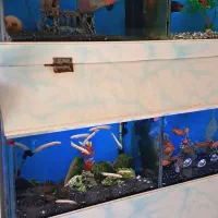 جمجمه آکواریوم ماهی تزئینی چند مدل|ماهی|مشهد, نیزه|دیوار