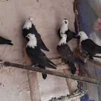 کربلایی کله سفید|پرنده|فرح دشت, |دیوار