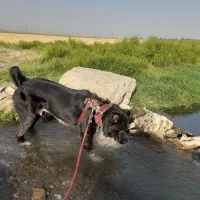 سگ نژاد میکس کانگال و سرابی برای جفتگیری|سگ|مشهد, طلاب|دیوار