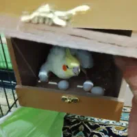 یک جفت عروس هلندی صددرصد تضمینی مولد