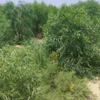 درخت آکاسیا یا بیدسیاه مهندس ذبیحی|گل و گیاه طبیعی|پاکدشت, پاکدشت (مامازند)|دیوار