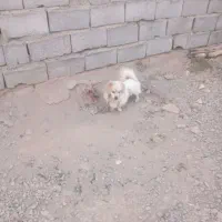 دوعدد سگ پاکوتا واگزار میشود|سگ|زنجان, |دیوار